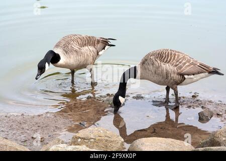 Bernaches du Canada - Branta canadensis Feeding, Perthshire, Écosse Banque D'Images