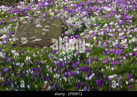 Crocus et gouttes de neige fleurissant au début du printemps entourant une pierre tombale ancienne dans le cimetière de Rhu, Argyll, Écosse Banque D'Images