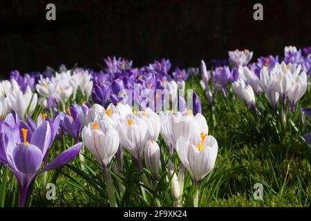 Crocus printanier poussant dans une pelouse herbacée. Banque D'Images