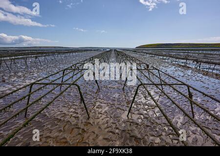 Lignes vides de lits d'huîtres pour l'agriculture. Aquaculture à Waterford Irlande. Ciel nuageux Banque D'Images