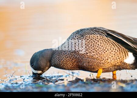 Une sarcelle de l'aile bleue de drake le jour du printemps Banque D'Images