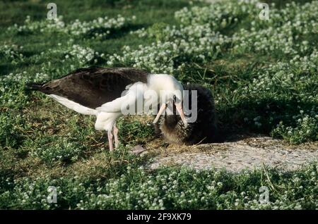 Laysan Albatros nourrissant Chick Diomedea immutabilis Midway Island Océan Pacifique BI004253 Banque D'Images