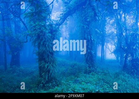 Arbres antiques mystiques dans la forêt de brume bleue, plantes tropicales luxuriantes dans le tronc et les branches des vieux arbres, brouillard foncé le matin de la pluie, Khao Yai, Thaïlande. Banque D'Images