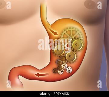 Digestion dans l'estomac représentée par un mécanisme de cog. Illustration 3D. Banque D'Images
