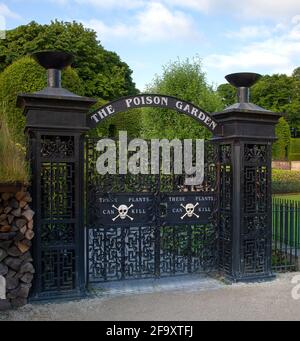 Le jardin de poison, le jardin d'Alnwick, Alnwick, Northumberland, Angleterre, Royaume-Uni Banque D'Images