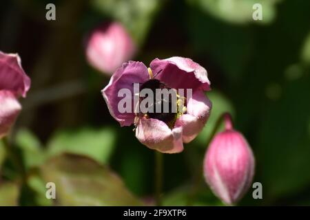 Une abeille femelle à pied de tête (Anthophora plumipes) extrayant le pollen d'un seul tulipe tardif dans un jardin clos, en Angleterre. Banque D'Images