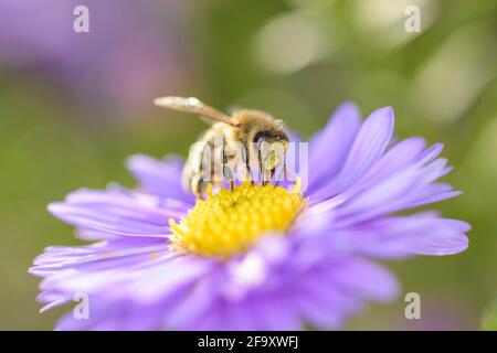 Abeille - APIs mellifera - pollinise une fleur de la Aster de New York - Symphyotrichum novi-belgii Banque D'Images