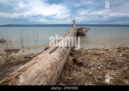 Arbre mort sur les rives du lac Ammersee, Bavière, Allemagne Banque D'Images