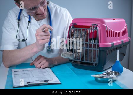 Tabby Cute chat Scottish Straight race en visite chez le vétérinaire médecin à l'hôpital pour animaux. Joyeux vétérinaire européen avec presse-papiers dans la clinique à côté de l'animal de compagnie Banque D'Images