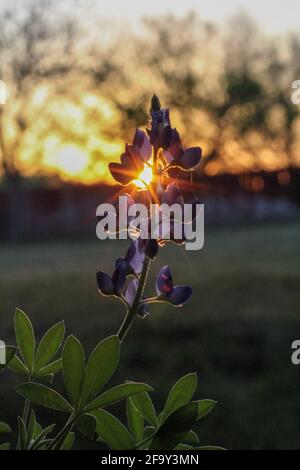 Bluebonnet, fleur de l'État du Texas, rétroéclairé par le soleil couchant Banque D'Images