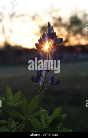 Bluebonnet, fleur de l'État du Texas, rétroéclairé par le soleil couchant Banque D'Images