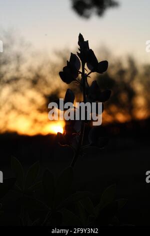 Bluebonnet, fleur de l'État du Texas, rétroéclairé par le soleil couchant Banque D'Images