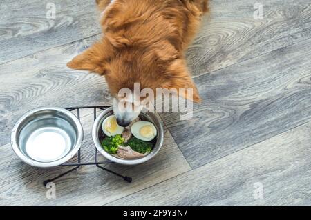 le chien de la cuisine sur le sol mange des aliments naturels frais dans un bol. Régime alimentaire et nutrition du chien Banque D'Images