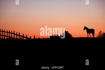 Chevaux dans un enclos à chevaux au coucher du soleil. Banque D'Images