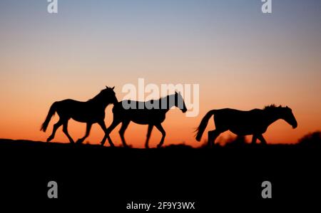 Chevaux galopant dans un enclos à cheval pendant le coucher du soleil. Banque D'Images