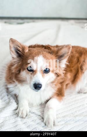 Portrait d'un beau chien à poil rouge sur fond blanc. Photo verticale Banque D'Images
