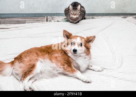 Chien et chat sont assis sur le sol à côté de la chambre Banque D'Images