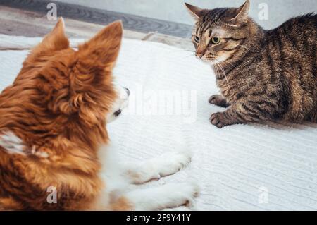 Chien et chat sont assis sur le sol à côté de la chambre Banque D'Images