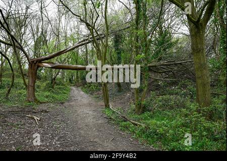 Balançoire faite maison sur un arbre tombé dans la forêt. Banque D'Images