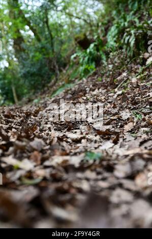 Image de bas niveau de feuilles brunes tombées sur une campagne chemin avec de nouvelles feuilles vertes en arrière-plan Banque D'Images