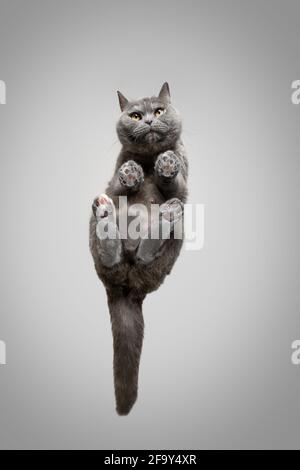 vue à angle bas d'un chat britannique de shorthair assis sur invisible feuille de verre en regardant vers le bas l'appareil photo avec l'espace de copie Banque D'Images