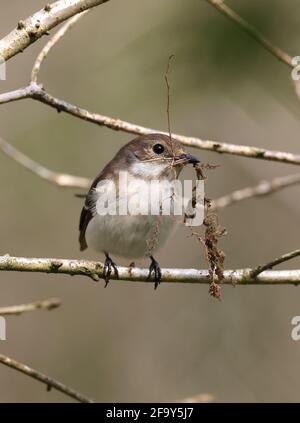 Pied Flycatcher, Ficedula hypoleuca, perchée avec du matériel de nidification au centre du pays de Galles, au Royaume-Uni avril 2021 Banque D'Images