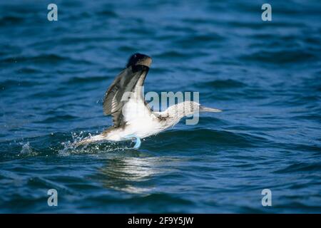 Booby à pieds bleus au départ de Sea Sula nebouxii Bartolomé Galapagos Îles BI004354 Banque D'Images