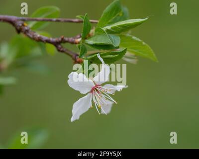Cherry Plum Blossom Banque D'Images