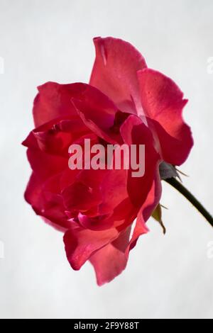 Gros plan d'une fleur rose entièrement fleur isolée sur fond blanc Banque D'Images