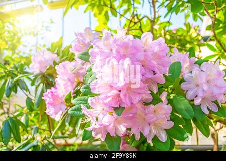 Floraison légèrement rose Rhododendron Azalea heure de printemps Banque D'Images