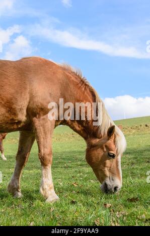 Le cheval Haflinger, connu aussi sous le nom d'Avelignese (Equus ferus cabalus) paître sur un pâturage en Allemagne, en Europe Banque D'Images