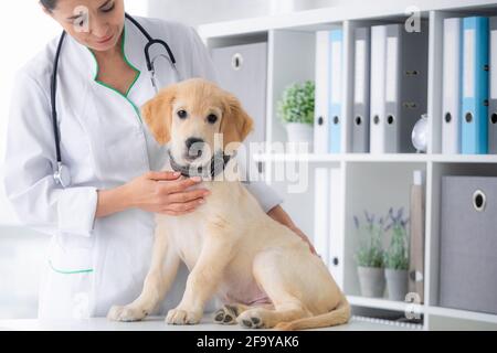 Mignon jeune chien dans les mains de vétérinaire Banque D'Images