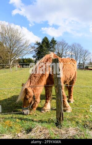 Le cheval Haflinger, connu aussi sous le nom d'Avelignese (Equus ferus cabalus) paître sur un pâturage en Allemagne, en Europe Banque D'Images