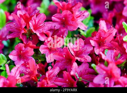 Azalées en pleine floraison printanière Banque D'Images