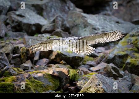 Virginia-Uhu, Bubo virginianus, grand hibou à cornes Banque D'Images