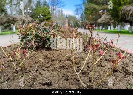 Croissance printanière sur un arbuste de roses taillé dans un parc, heure de printemps en ville Banque D'Images