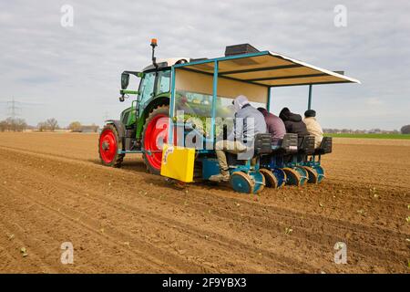 Welver, district de Soest, pays aigre, Rhénanie-du-Nord-Westphalie, Allemagne - Culture de légumes, travailleurs de terrain sur une plante plantoir plantes de chou blanc i Banque D'Images