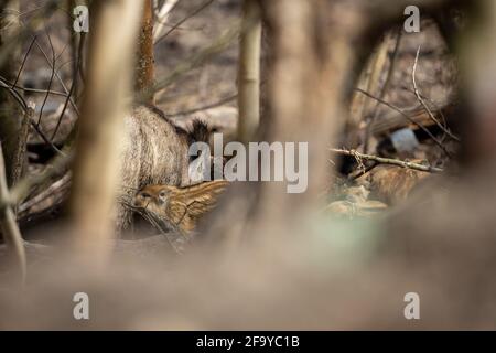 16 avril 2021, Brandebourg, Kleinmachnow: Dans et autour de la ville de Brandebourg de Kleinmachnow il y a beaucoup de sangliers. Les animaux vivent dans les forêts adjacentes et dans les zones de morass du Bäketal. Les bandes vertes et les jardins avant détruits sont la preuve constante de la présence des animaux sauvages défiants, qui errent également la ville la nuit à la recherche de nourriture. Étant donné qu'il s'agit d'une zone résidentielle, la chasse n'est pas possible pour des raisons de sécurité. Il est également discutable si la population peut être contenue du tout par la jad, comme les sangliers réagissent avec des taux accrus de procréation quand le social Banque D'Images