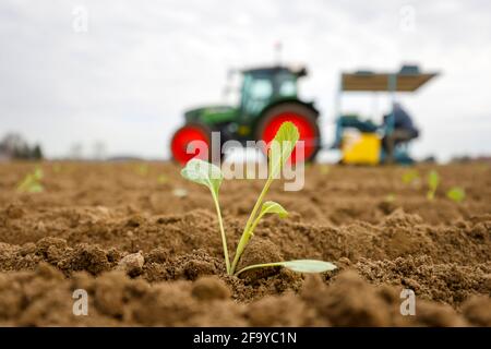 Welver, district de Soest, pays aigre, Rhénanie-du-Nord-Westphalie, Allemagne - Culture de légumes, travailleurs de terrain sur une plante plantoir plantes de chou blanc i Banque D'Images