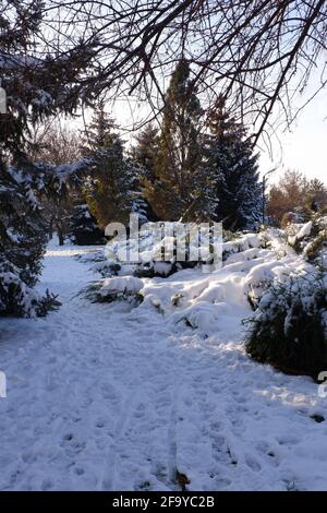 Arbres sous la neige en hiver avec des rayons du soleil Banque D'Images