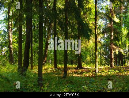 Forêt paysage d'été. Rangée de pins dans la forêt dense d'été sous la lumière douce du soleil. Paysage forestier pittoresque en été Banque D'Images