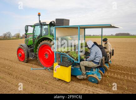 Welver, district de Soest, pays aigre, Rhénanie-du-Nord-Westphalie, Allemagne - Culture de légumes, travailleurs de terrain sur une plante plantoir plantes de chou blanc i Banque D'Images