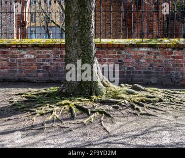 Abbaye franciscaine de Berlin, Franziskaner-Klosterkirche. Mur de pierre des ruines du monastère médiéval dans la vieille ville, Mitte-Berlin, Allemagne Banque D'Images