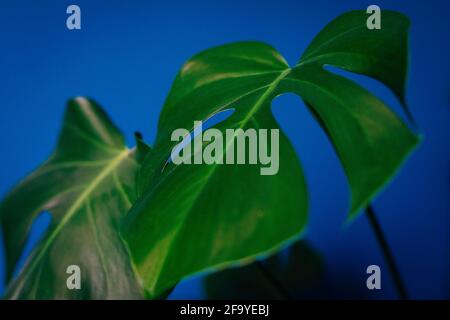 Gros plan de la plante de fromage monstera delisiosa feuilles contre un mur bleu foncé Banque D'Images