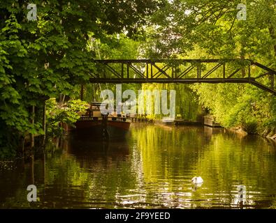 Une passerelle traversant une partie verdoyante de la Tamise, menant de Church Street à Staines à Church Island. Staines-upon-Thames, Royaume-Uni. Banque D'Images