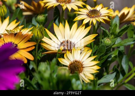 Osteospermum, pâquerettes africaines dans une serre attendant d'être plantées à des portes, Northampton. Angleterre, Royaume-Uni. Banque D'Images