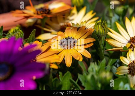 Osteospermum, pâquerettes africaines dans une serre attendant d'être plantées à des portes, Northampton. Angleterre, Royaume-Uni. Banque D'Images