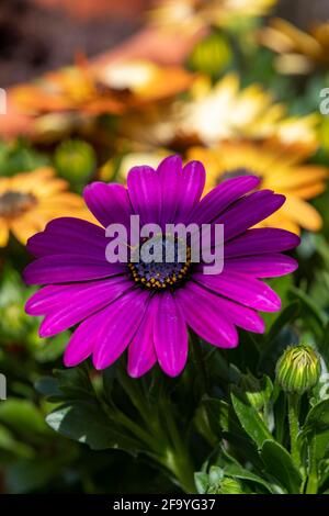 Osteospermum, pâquerettes africaines dans une serre attendant d'être plantées à des portes, Northampton. Angleterre, Royaume-Uni. Banque D'Images