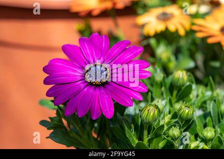 Osteospermum, pâquerettes africaines dans une serre attendant d'être plantées à des portes, Northampton. Angleterre, Royaume-Uni. Banque D'Images