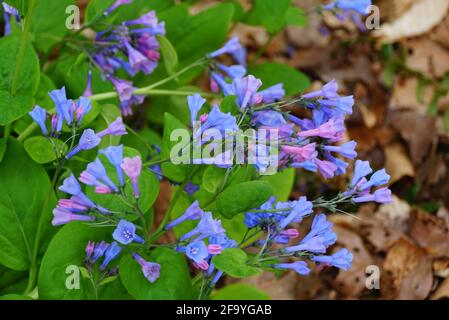 Belle fleur de Bluebells de Virginie à pleine fleur au printemps Banque D'Images